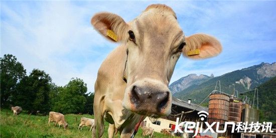 奶牛們嫉妒人類要求用上可穿戴產品：它們如愿以償了！
