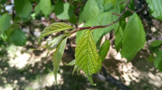 樂視手機(jī)2拍照樣張2