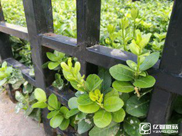 適合手機推薦 標(biāo)題待定     （不發(fā)布） 