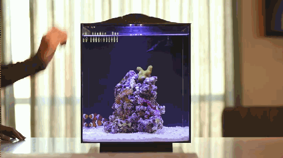想要魚兒更健康地成長？ 看看這款智能水族箱