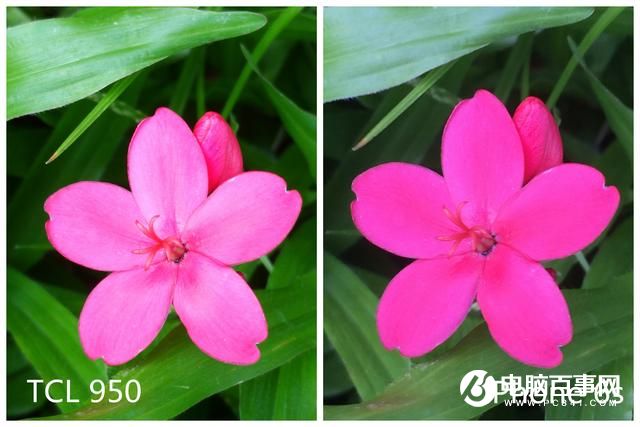 文藝范商務(wù)旗艦 TCL 950詳細(xì)評測