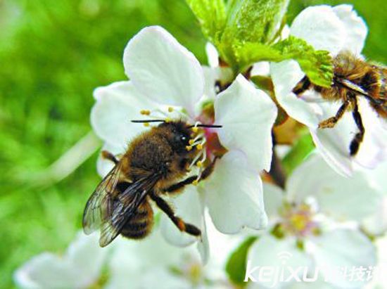 無(wú)人機(jī)替代蜜蜂授粉 應(yīng)對(duì)蜂群崩壞癥候群