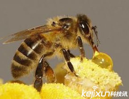 無(wú)人機(jī)替代蜜蜂授粉 應(yīng)對(duì)蜂群崩壞癥候群