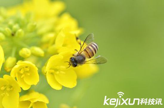 無(wú)人機(jī)替代蜜蜂授粉 應(yīng)對(duì)蜂群崩壞癥候群