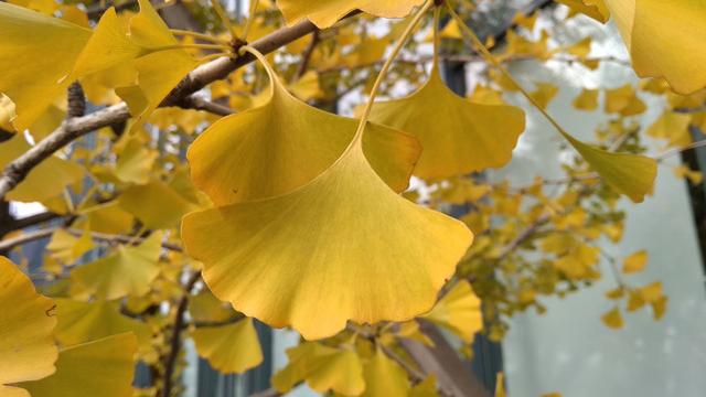 紅米5A評(píng)測(cè) 599元紅米5A值得買嗎？