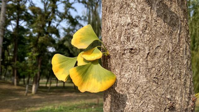 紅米5A評(píng)測(cè) 599元紅米5A值得買嗎？