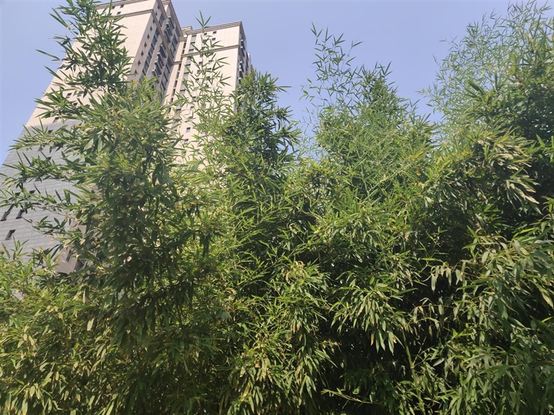 首發(fā)升降式相機(jī) vivo NEX評(píng)測(cè)：這才是未來(lái)的手機(jī)